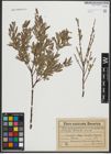 Foto von Salix purpurea L. x Salix repens L.